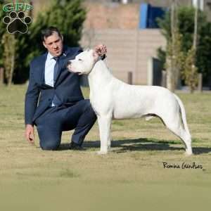 Duff, Dogo Argentino Puppy